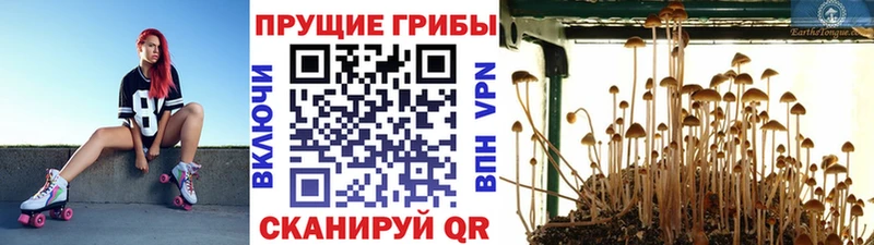 Псилоцибиновые грибы Psilocybe  Уссурийск 